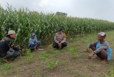 Polsek Porong Pantau Pertumbuhan Jagung, Dukung Ketahanan Pangan Nasional