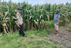 Polsek Balongbendo Tinjau Kesiapan Panen Jagung, Dukung Ketahanan Pangan