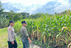 Bhabinkamtibmas Polsek Taman Cek Lahan Jagung dan Berdialog dengan Warga