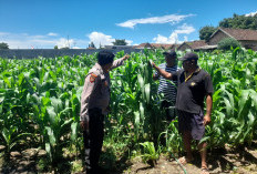 Dukung Asta Cita Presiden Prabowo, Bhabinkamtibmas Prambon Pantau Lahan Jagung di Desa Bulang