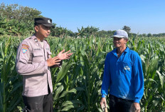 Sambangi Lahan Pertanian, Bhabinkamtibmas Grogol Edukasi Petani Jagung