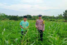 Hadapi Puncak Kemarau, Polsek Blega Pantau Tumbuh Kembang Tanaman Jagung di Desa Karang Gajam