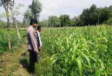 Puncak Kemarau, Polsek Tanjung Bumi Turun Langsung Dampingi Petani Jagung
