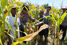 Optimalkan Swasembada Pangan, Polisi Sidoarjo Masifkan Pengelolaan Lahan Tanaman Jagung
