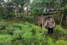 Bhabinkamtibmas Ngrambe Monitoring Pekarangan Sayuran Warga, Perkuat Ketahanan Pangan di Ngawi 