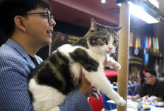 Puluhan Kucing Tebar Pesona di Piala Rektor Prana Satwa Brawijaya 