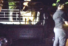 Sikapi Keresahan Masyarakat, Satreskrim Polres Bangkalan Bekuk 2 Alap-Alap Ternak Sapi