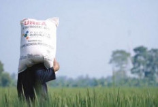 Ketua Fraksi PDIP DPRD Jatim Soroti 557 Ribu Ton Pupuk Bersubsidi Jawa TimurBelum Tersalur