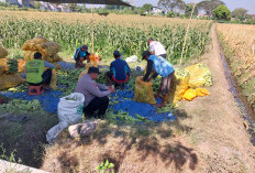 Panen Jagung Melimpah, Bhabinkamtibmas Banjaran Dorong Produktivitas Petani untuk Swasembada Pangan