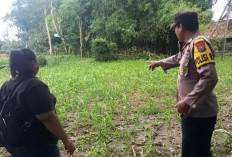 Jaga Stabilitas Ketahanan Pangan, Polsek Galis Edukasi Petani Jagung Desa Banyu Bunih