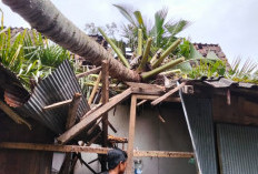 Kakek 75 Tahun di Situbondo Nyaris Tewas Tertimpa Pohon Kelapa Tumbang