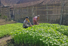 Bhabinkamtibmas Mantingan Monitoring Tanaman Bayam Warga, Dukung Ketahanan Pangan