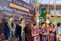 Lestarikan Budaya, Tradisi Petik Tebu Manten Tandai Dimulainya Musim Giling PG Jatiroto 2026