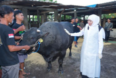  Perawatan Ketat Sapi Kurban Khofifah di Mojokerto, Dimandikan dan Diberi Jamu Herbal
