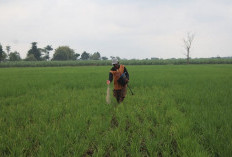 Pupuk Subsidi Laris Manis, 27 Juta Kilogram Tersalurkan ke Petani Jombang
