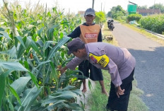 Sambangi Lahan Pertanian, Bhabinkamtibmas Desa Blimbing Berikan Motivasi kepada Petani