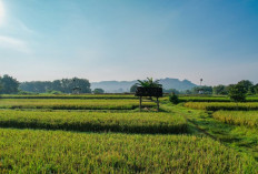 Kementerian ATR/BPN Dukung Swasembada Pangan Lewat Penguatan Kebijakan LBS, LP2B, dan LSD