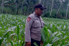 Dukung Ketahanan Pangan, Polsek Klakah Cek Kesiapan Lahan Jagung Warga