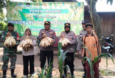 Dukung Asta Cita Presiden, Polsek Puspo Panen Jagung Bersama Petani