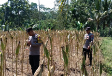Kawal Asta Cita, Polsek Randuagung Cek Perkembangan Tanaman Jagung Warga Desa Tunjung