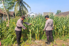 Penggerak Ketahanan Pangan, Polsek Jatiroto Pastikan Tanaman Jagung Tumbuh Subur