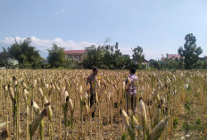 Menjaga Asa di Ladang Rakyat, Polsek Tarokan Kawal Swasembada Pangan dengan Pendekatan Humanis