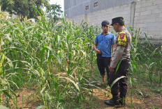 Perkuat Kemitraan, Polsek Pasrepan Dampingi Petani Jagung di Pohgading