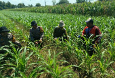 Polresta Sidoarjo Pantau Tanaman Jagung di Balongbendo Dukung Swasembada Pangan