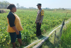 Bhabinkamtibmas Polsek Pitu Dorong Warga Manfaatkan Pekarangan untuk Ketahanan Pangan