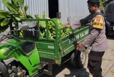  Polres Tanjung Perak Panen Pisang untuk Ketahanan Pangan, Sinergi Tumpang Sari di Tambakwedi