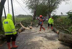 Polsek Geneng Sigap Evakuasi Pohon Tumbang, Arus Lalu Lintas di Ngawi Kembali Lancar