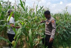 Wujudkan Swasembada Pangan, Polsek Tulangan Cek Tanaman Jagung di Desa Kemantren