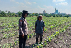 Program Ketahanan Pangan, Polsek Taman Cek Pertumbuhan Jagung di Lahan Lingkar Mas