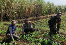Jelang Panen Agustus, Bhabinkamtibmas Dermo Pantau Jagung Milik Warga