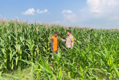 Polri dan Petani Bersinergi, Bhabinkamtibmas Sumberejo Kawal Jagung Panen Melimpah