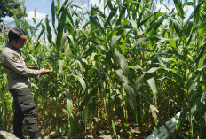Kapolsek dan Bhabinkamtibmas Jatiroto Dampingi Petani Lumajang Dukung Ketahanan Pangan Nasional