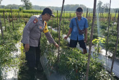 Bhabinkamtibmas Kasreman Pantau Pertumbuhan Cabai Warga, Dukung Ketahanan Pangan Berkelanjutan