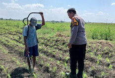 Polsek Tarik Dampingi Petani Masifkan Gerakan Ketahanan Pangan