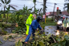 Hujan Disertai Angin Kencang Sebabkan Pohon Tumbang di Ngawi, Polisi Bersama Warga Lakukan Evakuasi