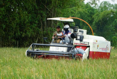 Jelang Idulfitri, Bulog Jatim Salurkan 42 Ribu Ton Beras dan 9 Juta Liter Minyak Kita