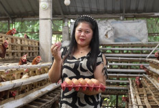 Program MBG Dorong Ekonomi Mikro Peternak Telur Rumahan di Klaten