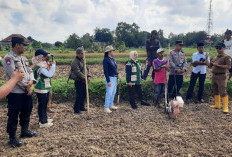 Tebar Bibit Jagung Hibrida, Polsek Blega Bersama Lintas Sektor Edukasi Petani Desa Lomaer