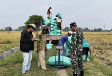 BULOG Jatim Serap 858 Ribu Ton Gabah Sepanjang 2025, Harga Petani Tetap Stabil