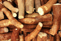 Manfaat Diet Singkong Sebagai Pengganti Nasi Rendah Gula dan Bikin Kenyang Lebih Lama 