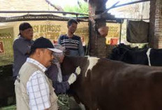 Disnak Jombang Vaksinasi Massal, Siapkan 18 Ribu Dosis Vaksin PMK