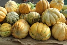 Tips Memilih Blewah Matang Sempurna agar Es Blewah Lebih Segar dan Manis