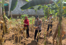Kawal Asta Cita, Bhabinkamtibmas Polsek Padang Cek Tanaman Jagung Warga Lumajang