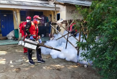 Relawan PMI Jember dan Warga Selodakon Kompak Berantas Sarang Nyamuk, Bahu-Membahu Lindungi Warga