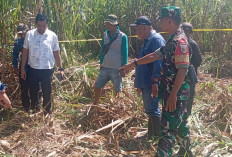 Tengkorak Misterius Gegerkan Warga Ajung, Tim Inafis Polres Jember Sisir Sisa Kerangka di Kebun Tebu