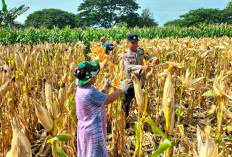 Bhabinkamtibmas Polsek Widodaren Monitoring Lahan Jagung Warga, Perkuat Ketahanan Pangan di Ngawi 